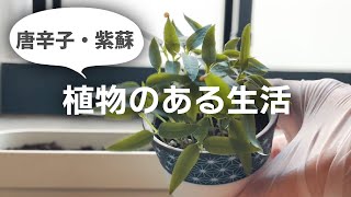 【家庭菜園】唐辛子・シソの栽培、はじめました。《植物のある生活》