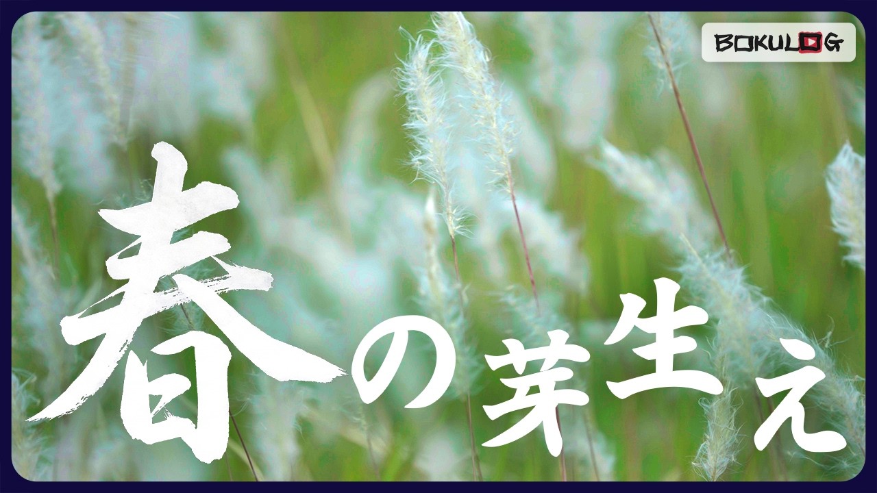 あしもとの野草が告げる命の祭典 ─ 沖縄の『春の芽吹き』