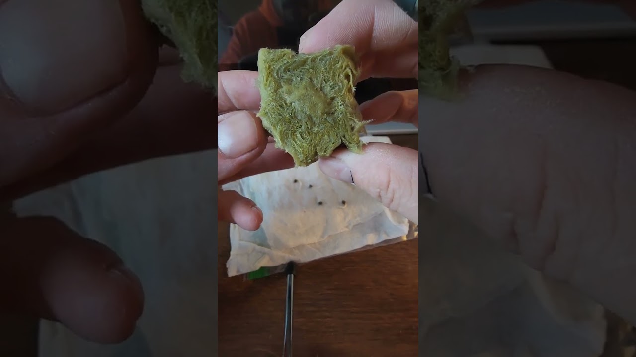 How I start my seeds!!!! 