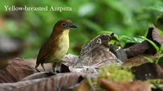 FIVE antpitta species in ONE DAY!!