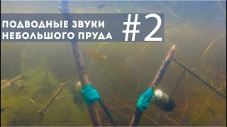 Подводные звуки небольшого пруда #2