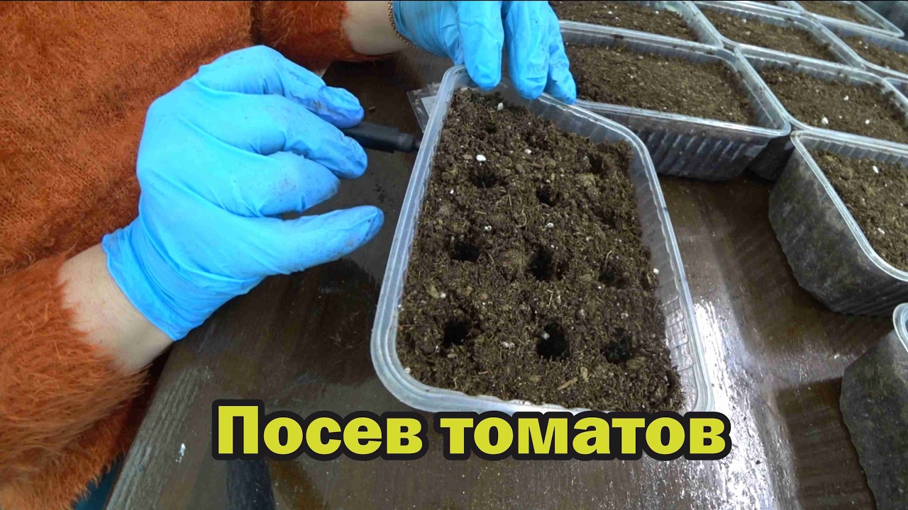 Посеяла 150 разных сортов томатов