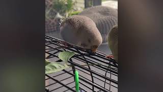 Chewing Budgie- Zazu An Skyie