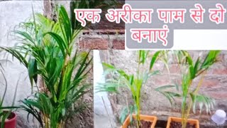 एरेका पाम के पौधे से बचाएं अपने हजारों रुपए /areca palm ka plant@goodlifecooking&vlogTJ #gardening