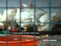 Fowl transporting through Mahe Asianet