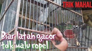 Download Lagu Cara melatih trucukan biar latah gacor,ropel tdk takut orang//perawatan trucukan biar gacor MP3