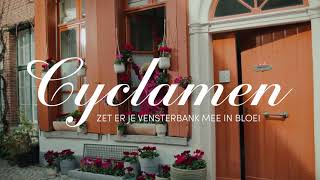 Kleur je vensterbank met Cyclamen