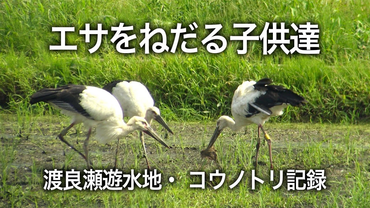 渡良瀬遊水地コウノトリ・2020/08/15・まだエサをねだる巣立ちビナ