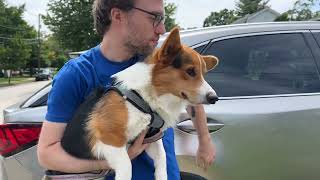 This Stray Corgi Was Found Chained To A Fence! by The Stumpy Brigade 733 views 4 months ago 5 minutes, 48 seconds