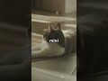 How Cats Survive High Falls! #cats #cat #CatSurvival #FelineFacts #Cats #AnimalBehavior #PetLovers