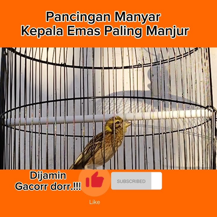 Pancingan Manyar Paling Manjur Dijamin Langsung Gacorr Dorr.!!!