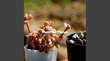 Pulsating Ambience for Soothing Feelings