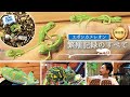★【永久保存版】エボシカメレオン繁殖記録のすべて！【飼育技師が解説】ペアリング・交尾、孵卵器、孵化の瞬間まで　Veiled chameleon breeding record