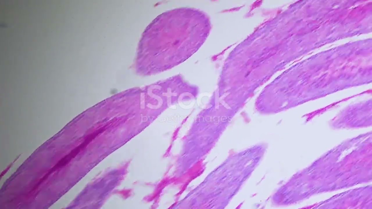 The Journey of a Sperm Cell: From Creation to Fertilization