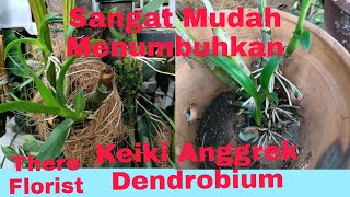 Ternyata Sangat Mudah Menumbuhkan Keiki Anggrek Dendrobium