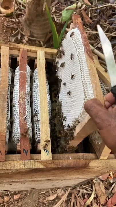 Apis cerana Indica ❤️❤️