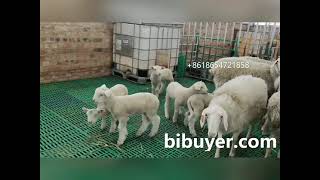 Modern goat farm using plastic slat floors