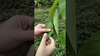 #haritaki leaves terminalia chebula #dravyaguna