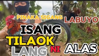 Pinaka sigang labuyo sa Pinaka tuktok ng bundok