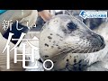 しぶきの新生活@しながわ水族館【ゴマフアザラシ】