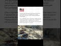 Тараканы-шпионы? Как их хотят использовать в Германии