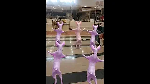 Video 11830511: sphynx cat cute lovely, cute funny sphynx cat, funnycats cutecats