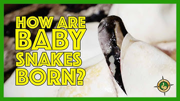 How are baby snakes born?