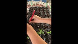 Transplanting Milkweed Seedlings