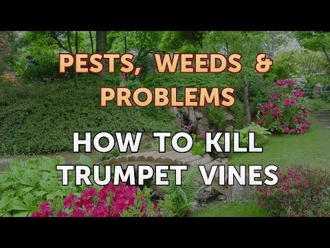 וִידֵאוֹ: Killing Trumpet Vine: How To Kill Trumpet Vine In Your Yard