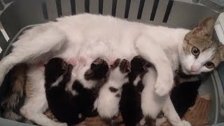 a cat giving birth to kittens by ANIMAL TUBE 6,632 views 3 months ago 39 minutes