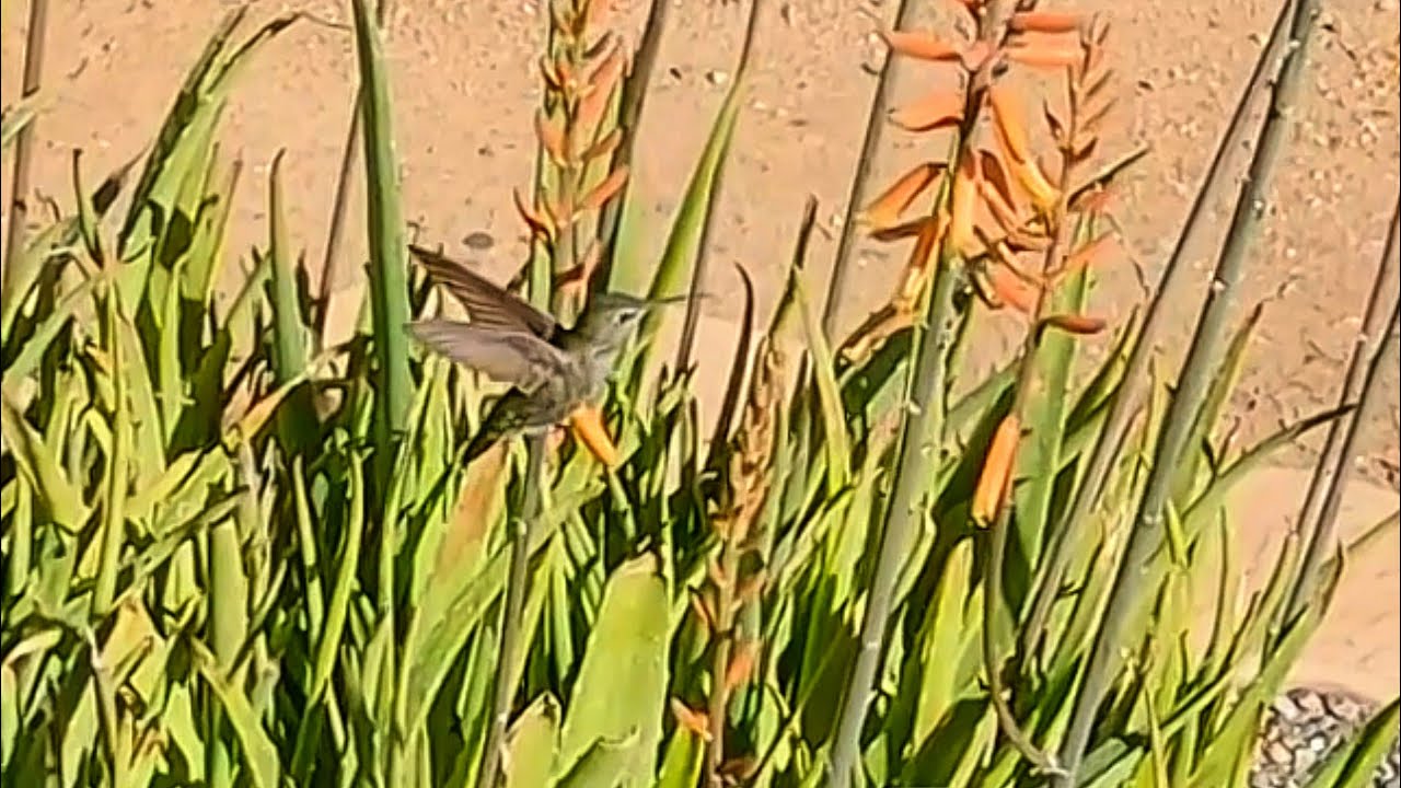 Hummingbird Hover(4k)