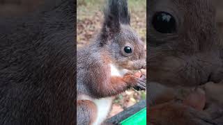 Funny squirrels in the park #shorts