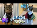 鬼滅の刃のコスプレ猫が可愛い過ぎた　#鬼滅の刃