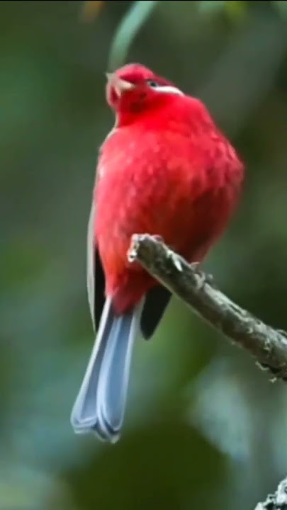 Red Warbler Bird #amazing #beautiful #nature #birds