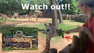 Tour the fort worth zoo in texas and see a baby gorilla, feeding
giraffes, penguins, monkeys, giraffe, elephant. f...