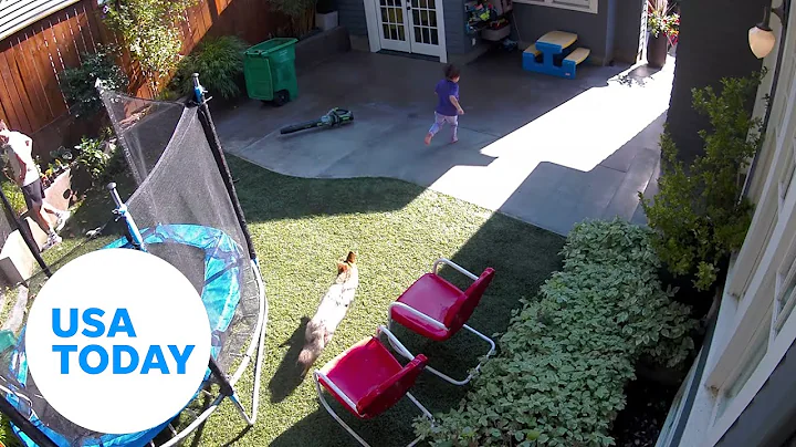 Video: Brave girl calmly warns dad while evading coyote | USA TODAY