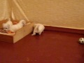 Bichon Frise - My Lovely Puppies! (1 month old)