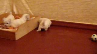 Bichon Frise - My Lovely Puppies! (1 month old)