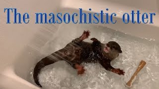 The masochistic otter [Otter life Day 29] マゾいカワウソアティ