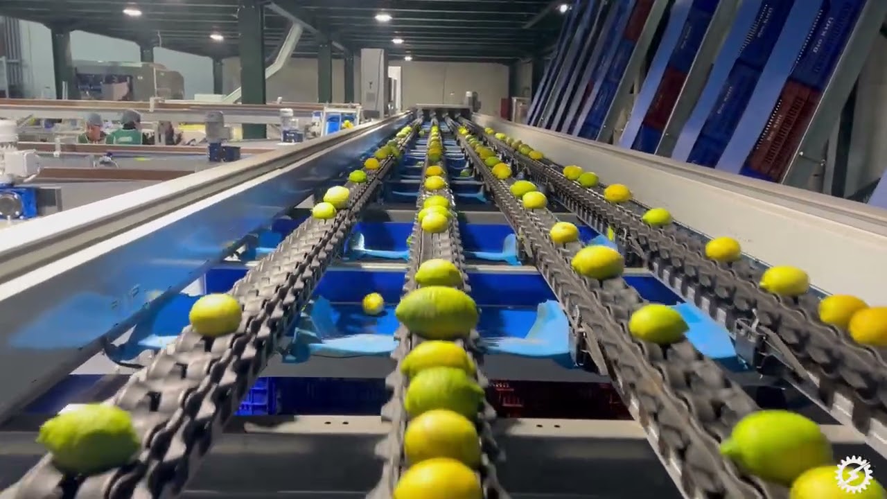 Linea di selezione agrumi con tecnologia Spectrim LUCAi™ – Impianto BIOKIP (Grecia) 🇬🇷