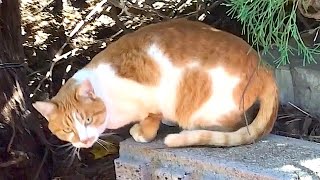 Handsome Cute Orange Tuxedo Tabby Cat at a Park 2 Dec 2023 #cat #cats #catvideo