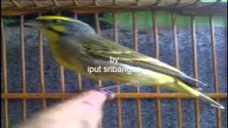 donload suara burung mozambik mp3
