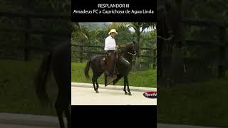 RESPLANDOR III PASO FINO COLOMBIANO #pasofino #horse #shortsvideo