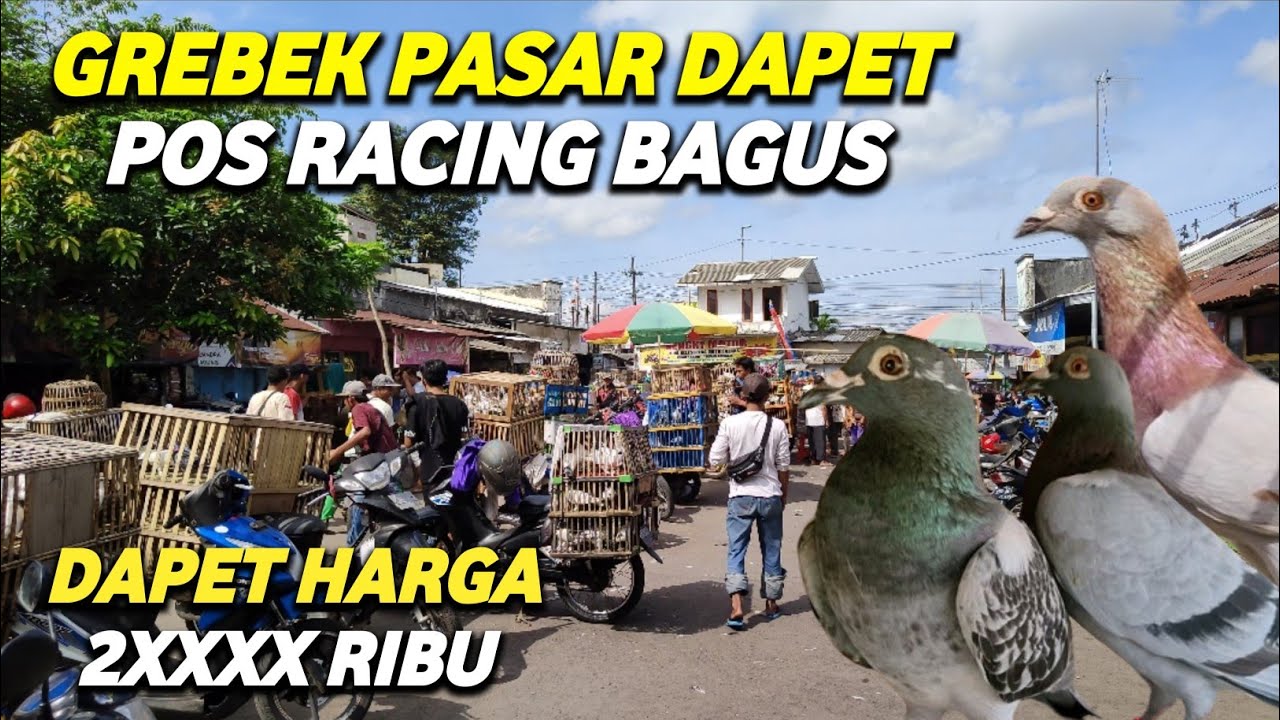 🛑RAME BANGET‼️KEGET DAPET MERPATI POS RACING RING ELIT HARGA 20.000 RIBU