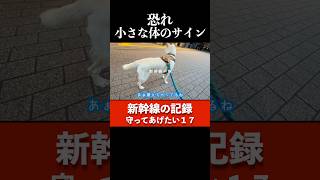 旅は平気なはずが...出発直後に変わった柴犬の表情 #犬と新幹線 #震える犬 #電車移動
