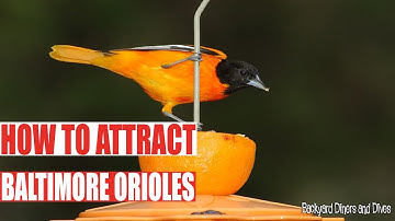 How To Attract Baltimore Orioles | Backyard Diners and Dives Videos