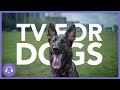 TV para perros: TV interactiva para perros | 4 horas de entretenimiento