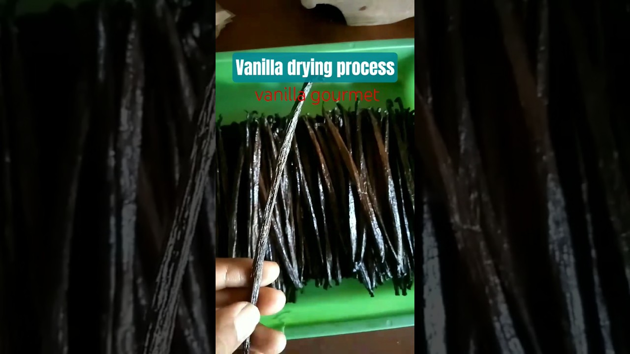 Vanilla drying process - vanilla gourmet.
