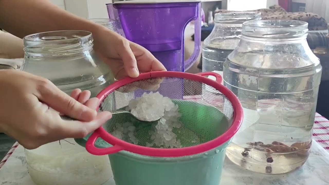 Морской рис или водный кефир-природный пробиотик