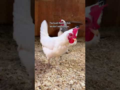 Thumbnail for Kylee & Steven - Short Term Rental Experts